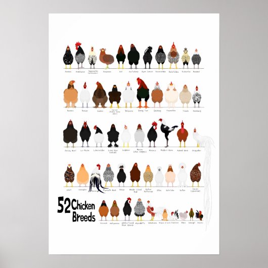 52 Geflügelpestrassen Poster (Vorne)