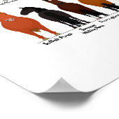 52 Pferderassen-Diagramm Poster (Ecke)