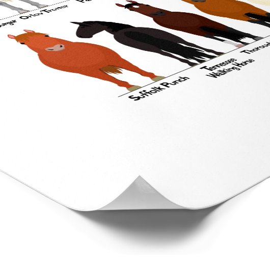 52 Pferderassen-Diagramm Poster (Ecke)