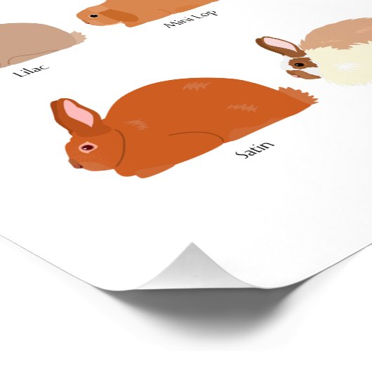 52 rabbit breeds chart (Ecke)