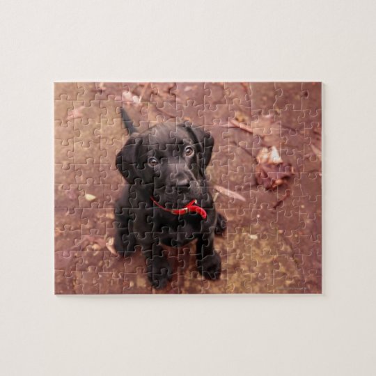 D 3 niedlicher Hund Ansichtskarte schwarzer Labrador 