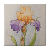 5310 Lila und Goldiris Fliese (Vorderseite)