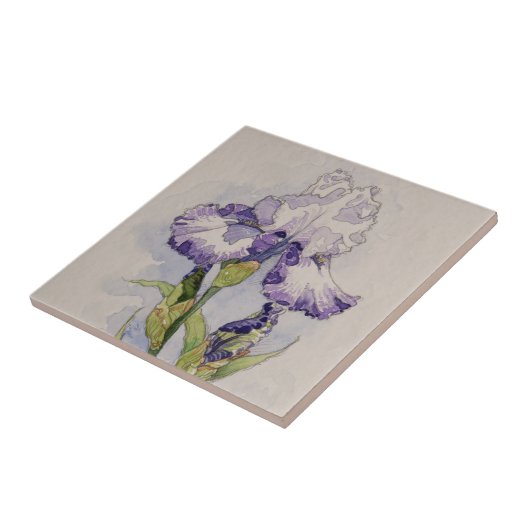 5327 Lila und weiße Iris Fliese (Seite)