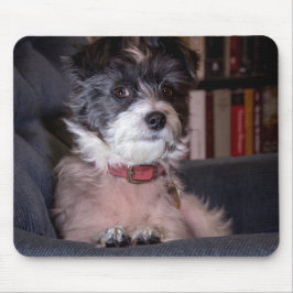 5328-Merry Anna der Papijack Hund Mousepad