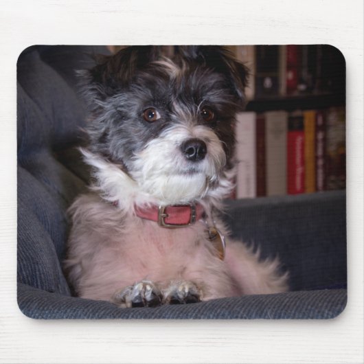 5328-Merry Anna der Papijack Hund Mousepad (Vorne)