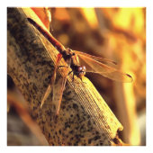 534424932Elegant Red Darter Dragonfly Insekt Art Fotodruck (Vorne)