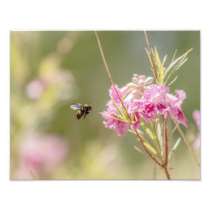 5370-Bienen fliegen zur Blume Fotodruck