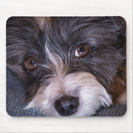 5402-Merry Anna der Papijack Hund Mousepad