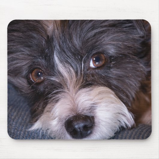 5402-Merry Anna der Papijack Hund Mousepad (Vorne)