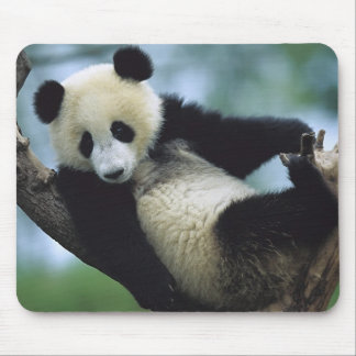 557711600wb1fp3 mousepad