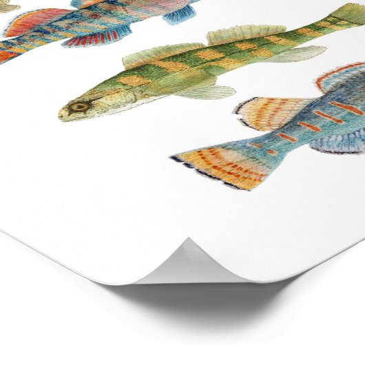 5 Freshwater Darters Poster (Ecke)