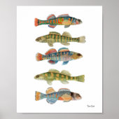 5 Freshwater Darters Poster (Vorne)