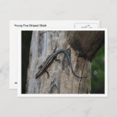 5 Streifen Rosa Postkarte (Vorne/Hinten)