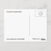 5 Streifen Rosa Postkarte (Rückseite)