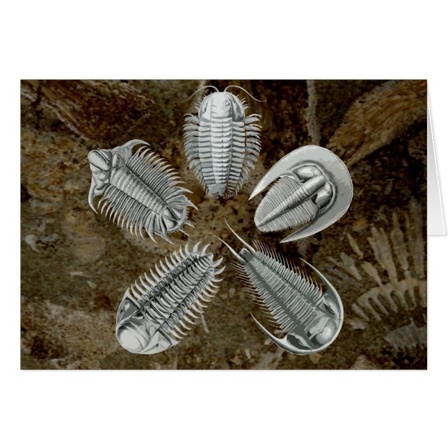 5 Trilobites Card (Vorderseite (Horizontal))