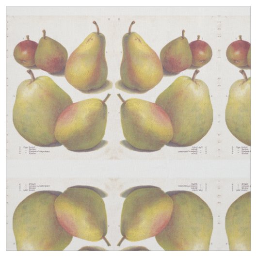 5 Vintage Birnen illustriert Stoff (Muster)