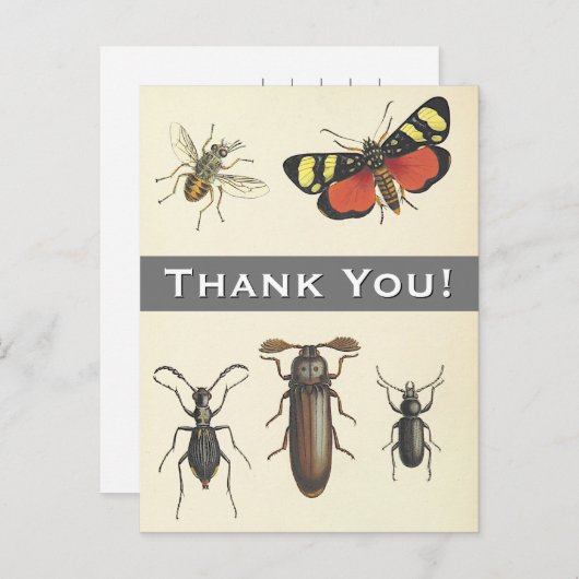 5 Vintage Insekten "Danke!" Postkarte (Vorne/Hinten)