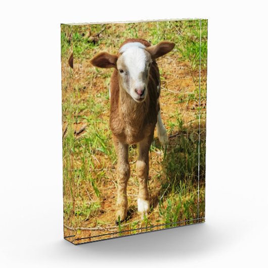 5"x7" Acrylblock || Scout Lambie Fotoblock (Links)