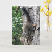 5"x7" Faltkarte | Farm Eichhörnchen Foto Paint Karte (Gelbe Blume)