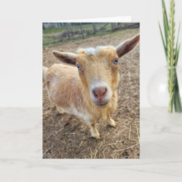 5"x7" Faltkarte | Ginger Karte