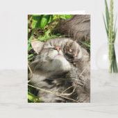 5"x7" Faltkarte | Granite Cat Nickerchen Karte (Vorderseite)