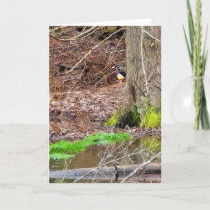 5"x7" Faltkarte   Shy Wood Duck Karte