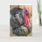 5"x7" Faltkarte | Thomas im Strohhalm Karte (Vorderseite)