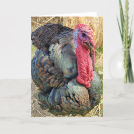 5"x7" Faltkarte | Thomas im Strohhalm Karte