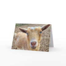 5"x7" Faltschachtel-h | Ginger