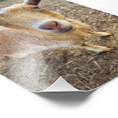 5"x7"-Foto drucken | Ginger Fotodruck (Ecke)