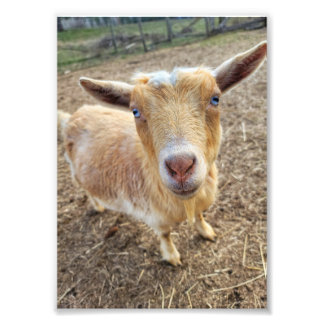 5"x7"-Foto drucken | Ginger Fotodruck