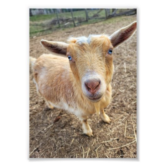 5"x7"-Foto drucken | Ginger Fotodruck (Vorne)