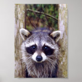 5x7 Poster Paper (Matte) of raccoon (Vorne)