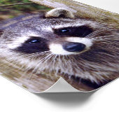5x7 Poster Paper (Matte) of raccoon (Ecke)