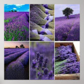 60.96x60.96cm Lavendel zu postieren (matt) Poster (Vorne)