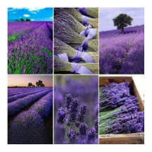 60.96x60.96cm Lavendel zu postieren (matt)