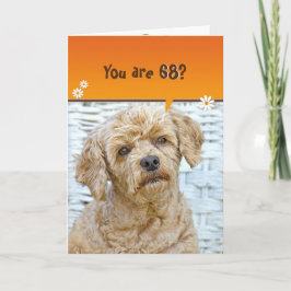 68. Geburtstag braunes Poodle auf Weide Karte