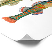 6 Darter Species Freshwater Poster (Ecke)