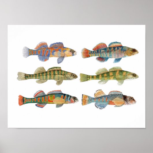 6 Darter Species Freshwater Poster (Vorne)
