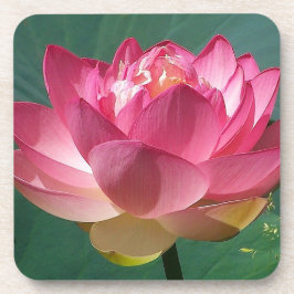 6 Korkrücken Untersetzer Rosa Lotus