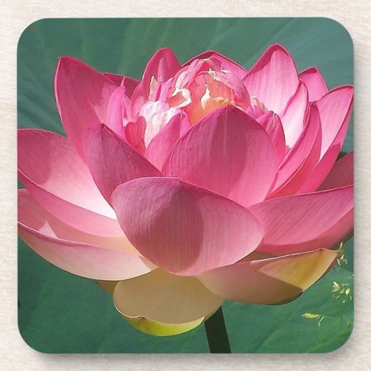 6 Korkrücken Untersetzer Rosa Lotus (Vorderseite)