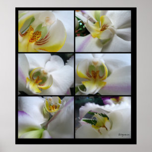 6 Phalaenopsis-Plakatdrucke für Weiße Orchideen Poster