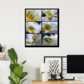 6 Phalaenopsis-Plakatdrucke für Weiße Orchideen Poster (Heimbüro)