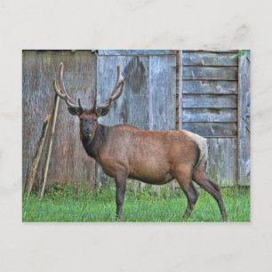 6 Point Bull Elk Foto Postkarte
