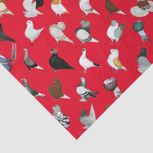 6 Tauben-Zucht Seidenpapier (Ausschnitt)