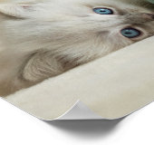 6 Wochen alt Ragdoll kitten Poster (Ecke)