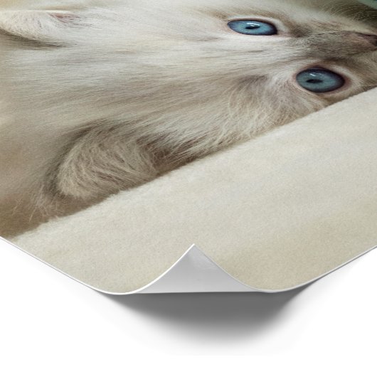 6 Wochen alt Ragdoll kitten Poster (Ecke)