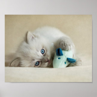 6 Wochen alt Ragdoll kitten Poster