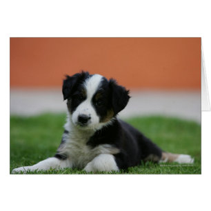 6 Wochen-alte Border-Collie