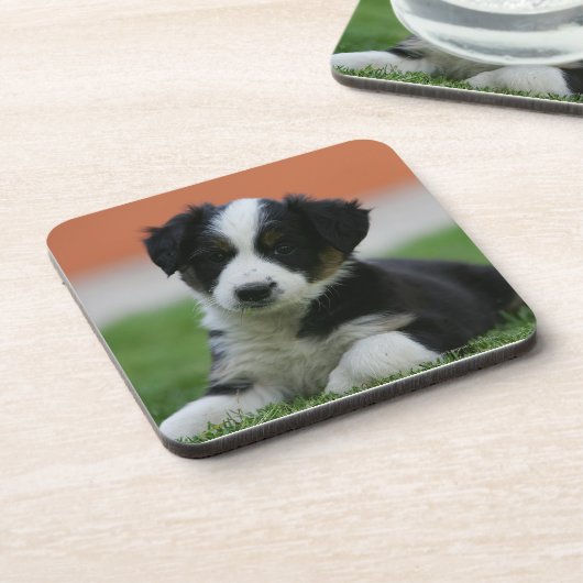 6 Wochen-alte Border-Collie Getränkeuntersetzer (Linke Seite)